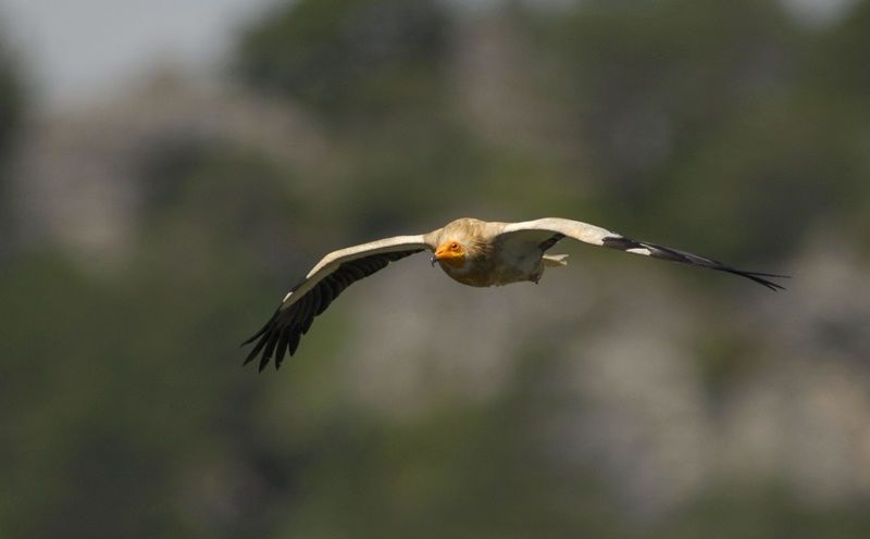 Determinan que España es sobrevolada por hasta cinco especies de buitres distinta